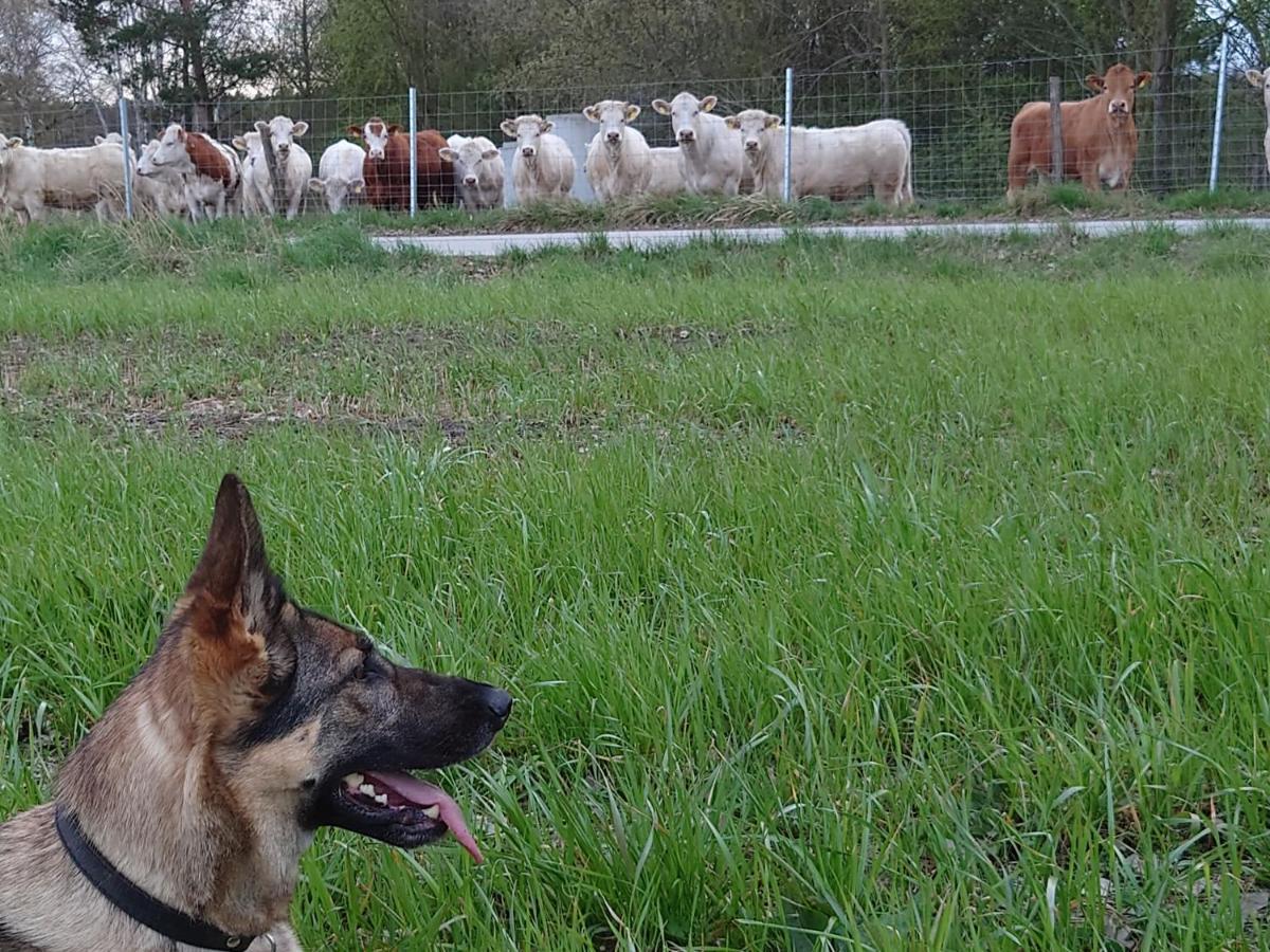 Ferienhof-Rietschen-Neuliebel Esterno foto