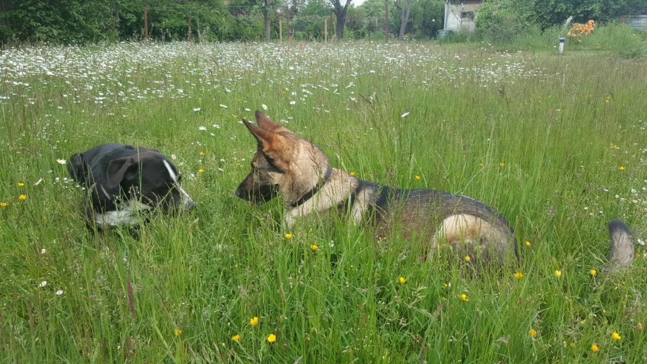 Ferienhof-Rietschen-Neuliebel Esterno foto